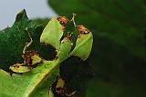 Phyllium giganteum 01